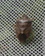 Euschistus servus euschistoides