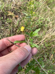 Oenothera laciniata