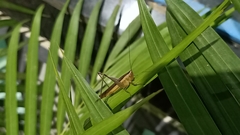 Conocephalus maculatus