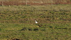 Ardea alba alba