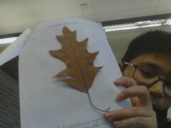Quercus rubra