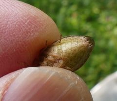 Euschistus servus euschistoides