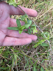 Oenothera laciniata