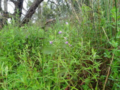 Epilobium pallidiflorum