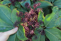 Pseudopanax laetus