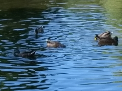 Anas platyrhynchos