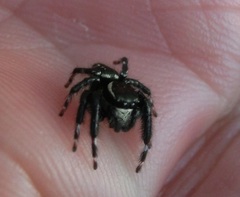 Carrhotus sannio