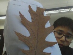 Quercus rubra