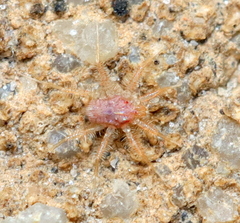 Erythracaridae