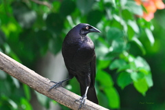 Molothrus oryzivorus