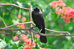 Molothrus oryzivorus