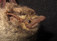 Rhynchonycteris naso