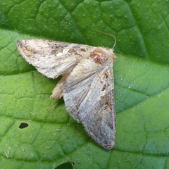 Chrysodeixis includens