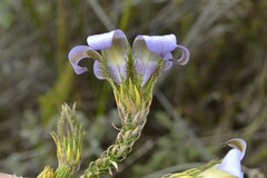 Roella ciliata