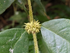 Lasianthus curtisii