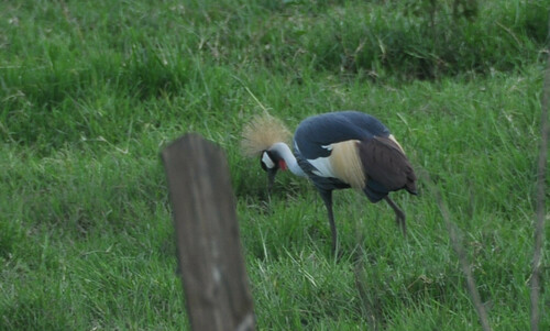 Gray Crowned-Crane