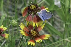 Echinargus isola