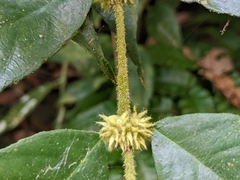 Lasianthus curtisii