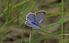 Echinargus isola