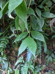 Lasianthus curtisii