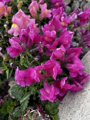 Antirrhinum