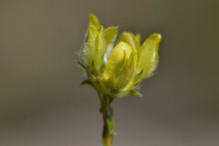 Aspalathus tridentata