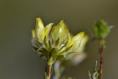 Aspalathus tridentata