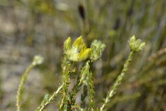 Aspalathus tridentata