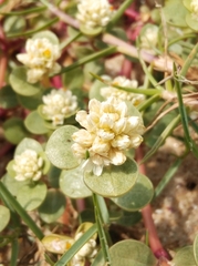 Blutaparon portulacoides