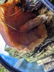 Gymnopilus penetrans