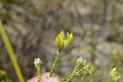 Aspalathus tridentata