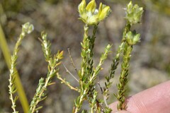 Aspalathus tridentata