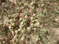 Blutaparon portulacoides