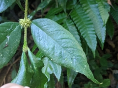 Lasianthus curtisii