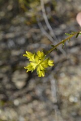Aspalathus tridentata