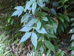 Lasianthus curtisii