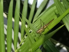 Conocephalus maculatus