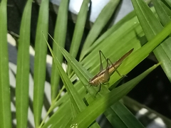 Conocephalus maculatus