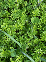 Lepidium didymum