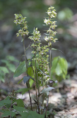 Epipactis purpurata