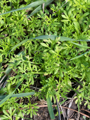 Lepidium didymum