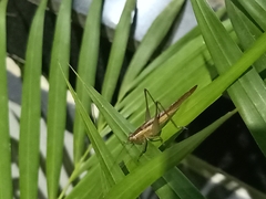 Conocephalus maculatus