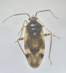 Orthops
