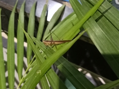 Conocephalus maculatus