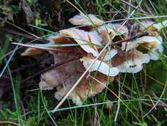 Merulius tremellosus