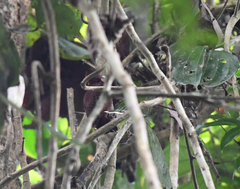 Micropternus brachyurus