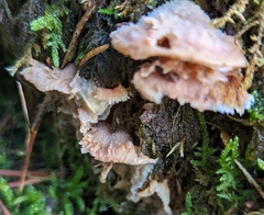 Merulius tremellosus