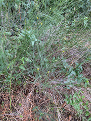 Chloracantha spinosa