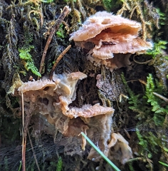 Merulius tremellosus