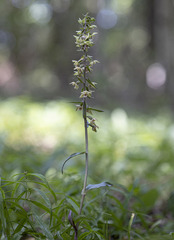 Epipactis purpurata